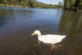 Big white duck enjoying the lake and the summer sun. Royalty Free Stock Photo