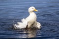 Big white duck enjoying the lake and the summer sun.