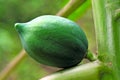 Green cocoa fruit on a cocoa tree