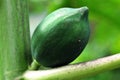 Green cocoa fruit on a cocoa tree