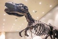 Large Size Model Fossil skeleton of Dinosaur king Tyrannosaurus Rex  t-rex Royalty Free Stock Photo