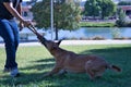 Large size mongrel dog with tan color and white chest biting hard on a rope. Concept: biting, attacking, training, pets, Royalty Free Stock Photo