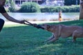 Large size mongrel dog with tan color and white chest biting hard on a rope. Concept: biting, attacking, training, pets, Royalty Free Stock Photo