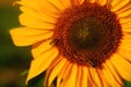 Sunflower, large yellow summer flower