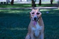 Large size tan mongrel dog with white chest color, wearing pumpkin glasses for halloween, sitting on the grass. Concept pets,