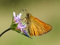 Large skipper