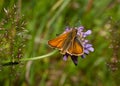 Large Skipper Royalty Free Stock Photo