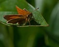 Large skipper butterflies Ochlodes sylvanus