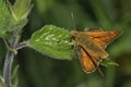 Large Skipper Butterfly Royalty Free Stock Photo