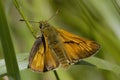 Large Skipper butterfly Royalty Free Stock Photo