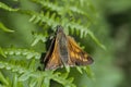 Large skipper butterfly