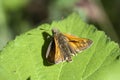 Large skipper butterfly