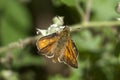 Large skipper butterfly