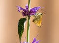 Large Skipper Butterfly on Agastache `Blue Boa` Flower Royalty Free Stock Photo