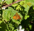 Large Skipper Royalty Free Stock Photo