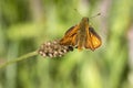 Large Skipper Butterfly Ochlodes slyvanus Royalty Free Stock Photo
