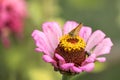 Large skipper butterfly feeding on a Zinnia elegans JacQ. pink flower in Italy