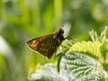 Large Skipper Butterfly, Ochlodes Sylvanus mating, Close up Butterfly crawling on a leaf in wild grasses at English Garden Royalty Free Stock Photo