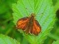 Large Skipper Butterfly - Ochlodes sylvanus at rest. Royalty Free Stock Photo