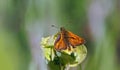 Large Skipper Butterfly - Ochlodes sylvanus at rest.