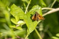 Large Skipper Butterfly resting on a leaf in the summer sunshine