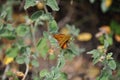 Large skipper butterfly (Ochlodes sylvanus) Royalty Free Stock Photo