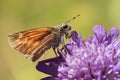 Macro image of skipper butterfly on purple flower Royalty Free Stock Photo