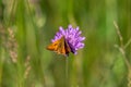 Large skipper Royalty Free Stock Photo