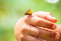 Large skipper Ochlodes sylvanus butterfly Royalty Free Stock Photo