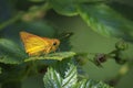 large skipper Ochlodes sylvanus butterfly feeding Royalty Free Stock Photo
