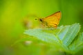 large skipper Ochlodes sylvanus butterfly feeding Royalty Free Stock Photo