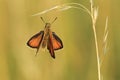 Large skipper Royalty Free Stock Photo