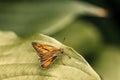 Large skipper (Ochlodes sylvanus) perched on green leaf Royalty Free Stock Photo