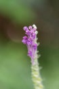 Somerset Skullcap, Scutellaria columnae, close-up flowers