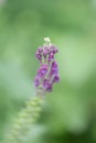 Somerset Skullcap, Scutellaria columnae, close-up of flowers