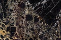 A large slab of dark expensive marble with yellow streaks, called New Portoro