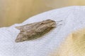 Large sleeping noctuidae Royalty Free Stock Photo