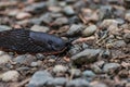 large slimy black slug Royalty Free Stock Photo