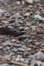 large slimy slug on path Royalty Free Stock Photo