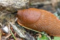 red banana slug close up crawling on moss and forest floor Royalty Free Stock Photo