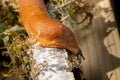 red banana slug close up crawling on moss and forest floor Royalty Free Stock Photo