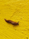 A large slimy slug crawls along a yellow painted textured wall. Royalty Free Stock Photo