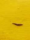 A large slimy slug crawls along a yellow wall Royalty Free Stock Photo