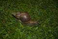 Large slow snail crawling on the grass. Royalty Free Stock Photo