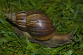 Large slow snail crawling on the grass. Royalty Free Stock Photo