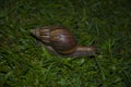 Large slow snail crawling on the grass. Royalty Free Stock Photo