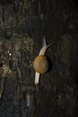 Large slow snail crawling on the tree. Royalty Free Stock Photo