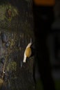 Large slow snail crawling on the tree. Royalty Free Stock Photo
