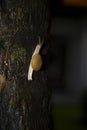 Large slow snail crawling on the tree. Royalty Free Stock Photo
