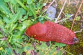 A large slug crawls on moss and grass Royalty Free Stock Photo
